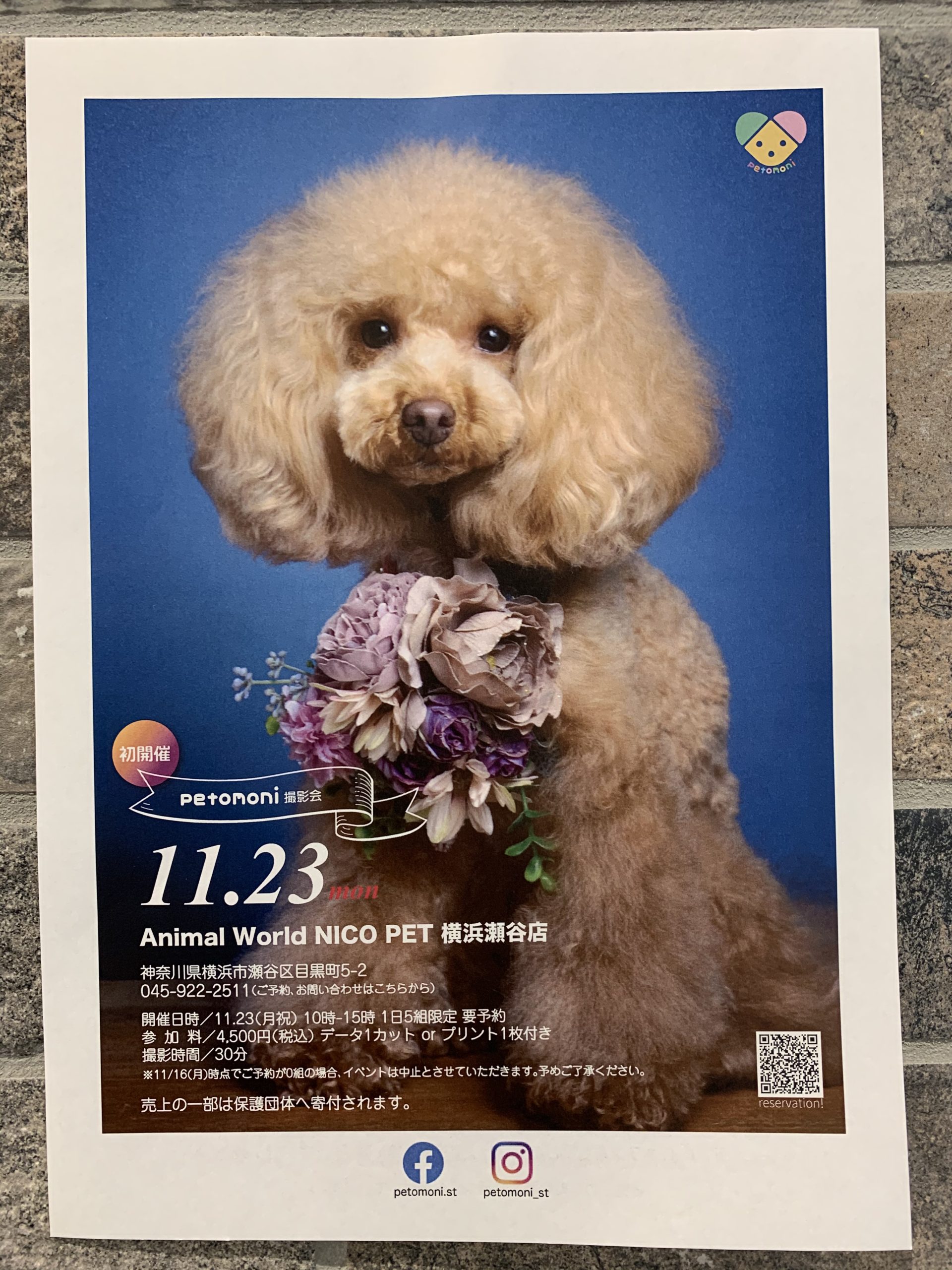 ぺこページ 初開催！ペット撮影会📷 | NICO PET（ニコペット）