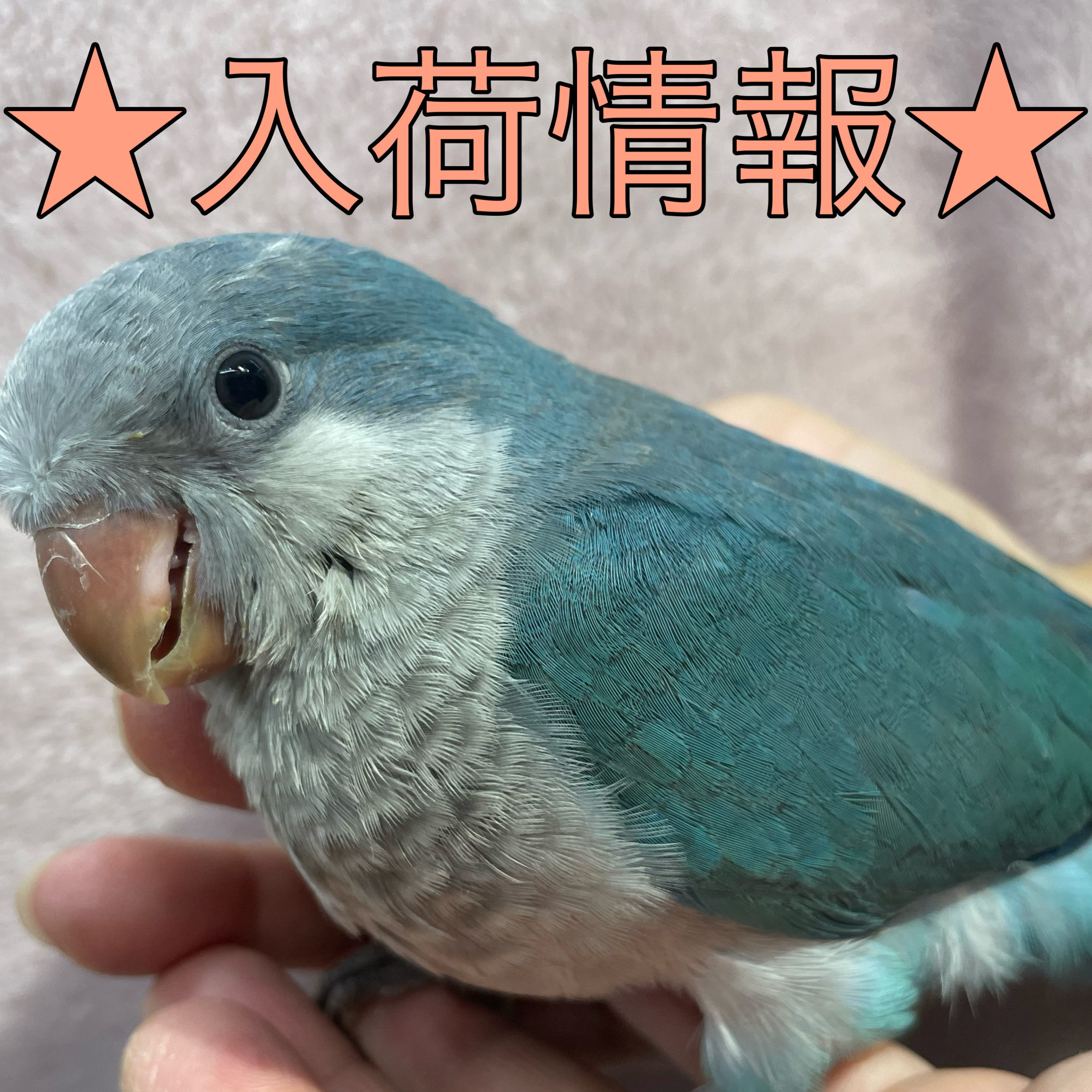 🦜オキナインコ入荷しました🦜 | NICO PET（ニコペット）