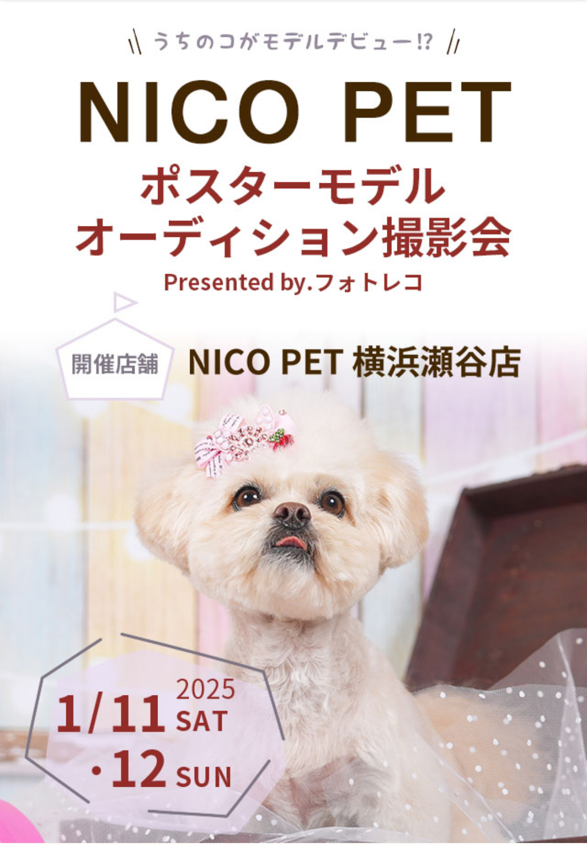 💖✨ポスターモデルオーディション 撮影会✨🥰 | NICO PET（ニコペット）