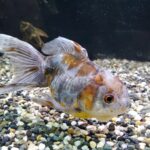 🐠美原南インター店　アクア　８月最新入荷情報①、②🐠