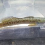 🐠美原南インター店　アクア　１０月最新入荷情報②🐠