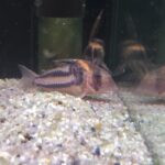 🐠美原南インター店　アクア　１０月最新入荷情報③🐠