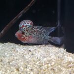 🐠美原南インター店　アクア　１０月最新入荷情報④🐠