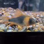 🐠美原南インター店　アクア・爬虫類　１１月最新入荷情報⑤🐠