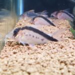 🐠美原南インター店　アクア・爬虫類　１２月最新入荷情報①🐠