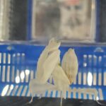 🐠美原南インター店　アクア・爬虫類　１２月最新入荷情報②.③🐠