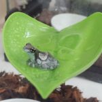 🐠美原南インター店　アクア・爬虫類　１２月最新入荷情報④🐠