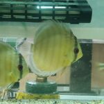 🐠美原南インター店　アクア・爬虫類コーナー　１月最新入荷情報①🐠