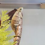 🐠美原南インター店　アクア・爬虫類コーナー　１月最新入荷情報②🐠