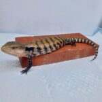 🐠美原南インター店　アクア・爬虫類コーナー　１月最新入荷情報④🐠