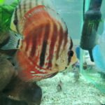 🐠美原南インター店　アクア・爬虫類コーナー　２月最新入荷情報①🐠