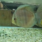 🐠美原南インター店　アクア・爬虫類コーナー　２月最新入荷情報②🐠