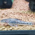 🐠美原南インター店　アクア・爬虫類コーナー　２月最新入荷情報③🐠