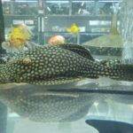 🐠美原南インター店　アクア・爬虫類コーナー　２月最新入荷情報④🐠