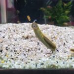 🐠美原南インター店　アクア・爬虫類コーナー　３月最新入荷情報①🐠