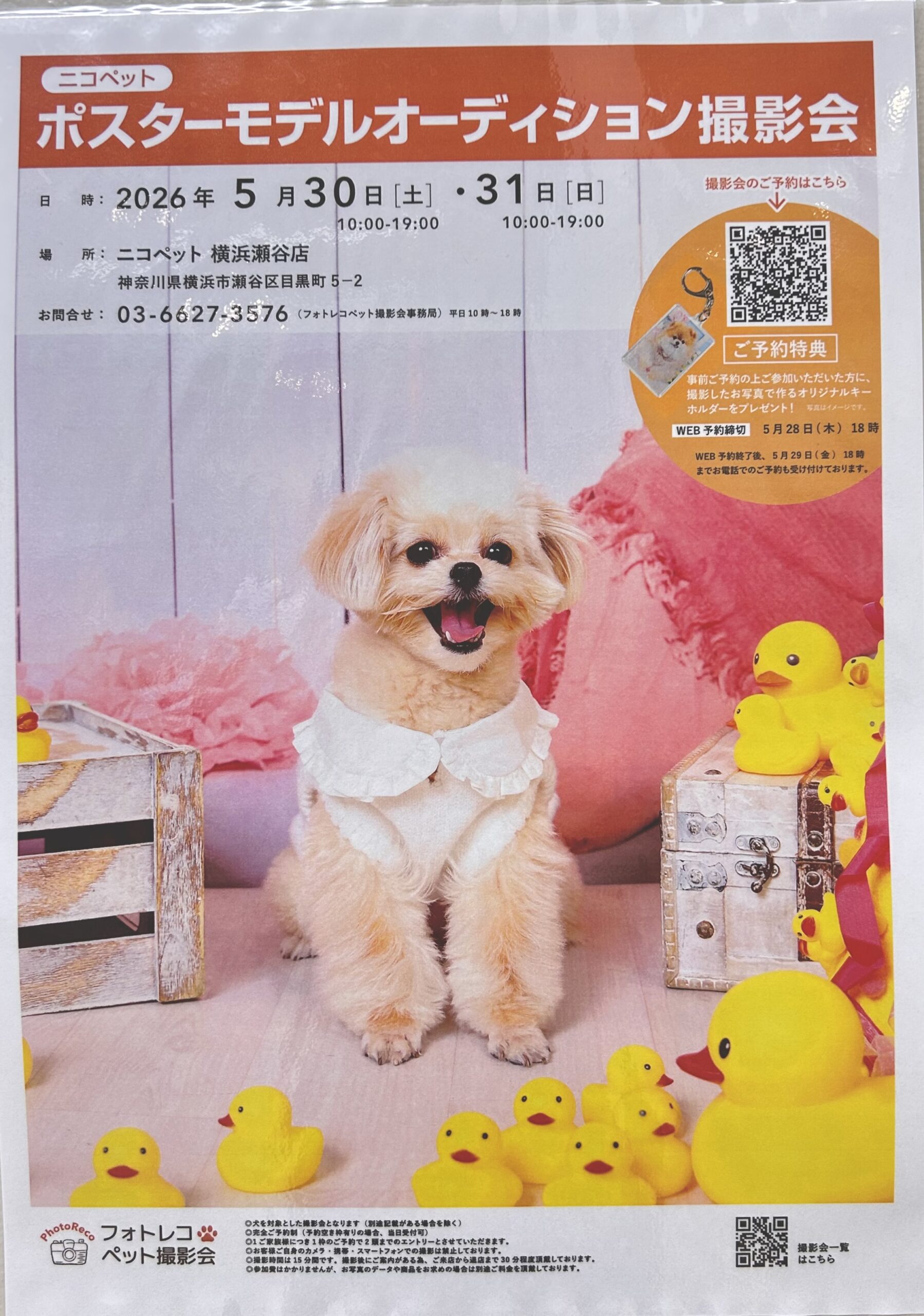 💖✨ポスターモデルオーディション 撮影会✨🥰 | NICO PET（ニコペット）