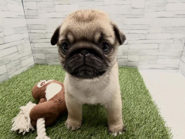 NICOPET（ニコペット）横浜瀬谷店 | ワンニャンギャラリー | NICO PET