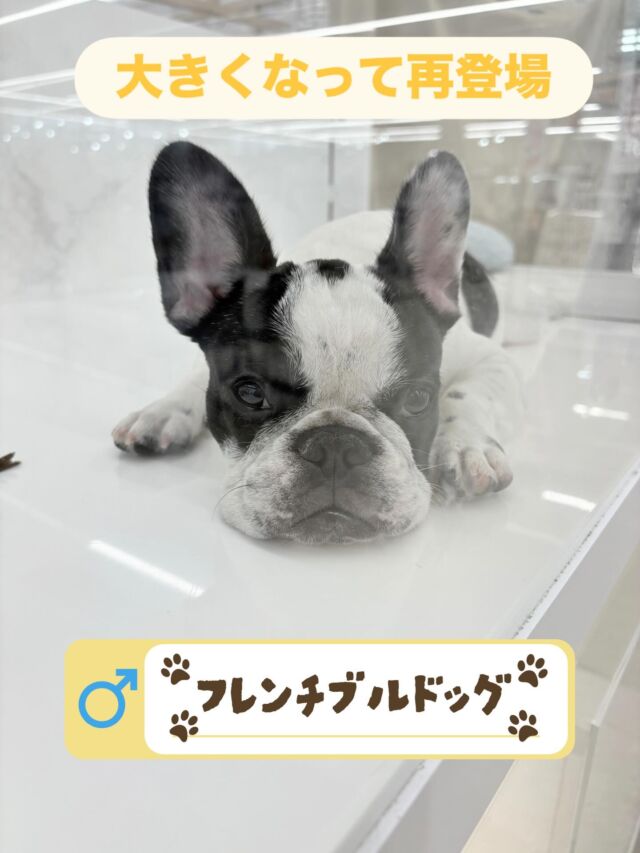 NICOPET（ニコペット）長岡店 | ワンニャンギャラリー | NICO PET