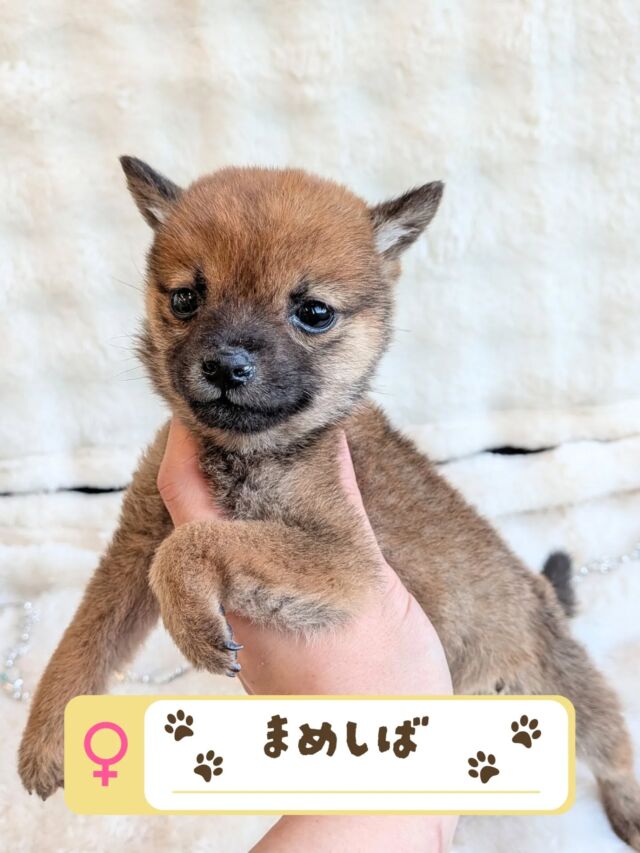 NICOPET（ニコペット）長岡店 | ワンニャンギャラリー | NICO PET