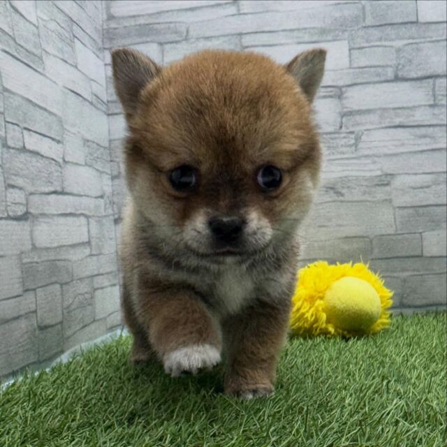 NICOPET（ニコペット）横浜瀬谷店 | ワンニャンギャラリー | NICO PET