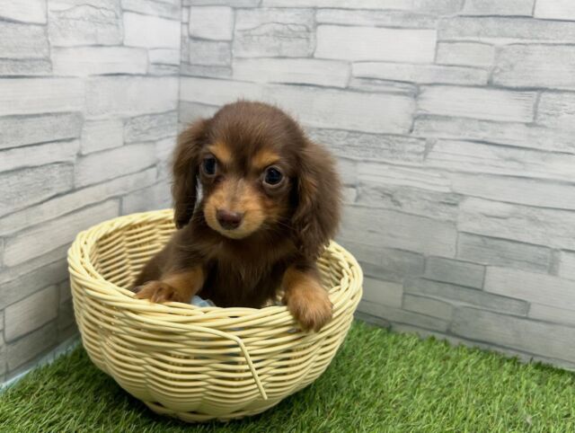 NICOPET（ニコペット）横浜瀬谷店 | ワンニャンギャラリー | NICO PET