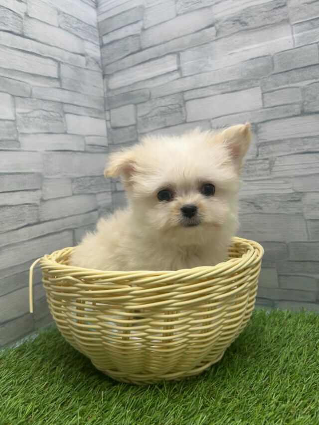 NICOPET（ニコペット）横浜瀬谷店 | ワンニャンギャラリー | NICO PET