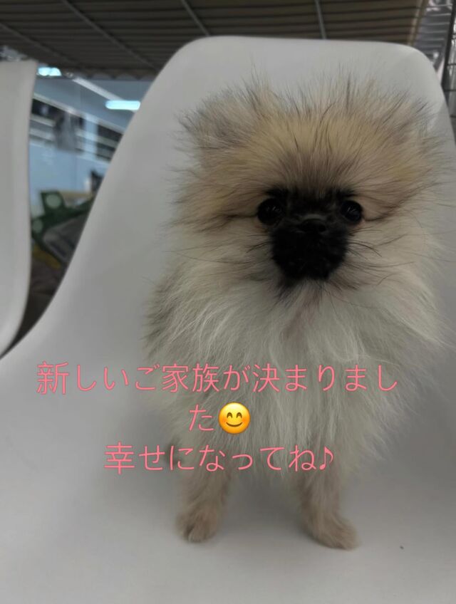 NICOPET（ニコペット）富山店 | ワンニャンギャラリー | NICO PET 