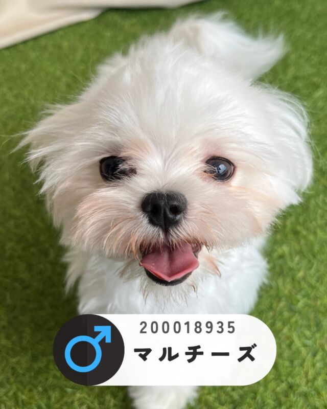 NICOPET（ニコペット）長岡店 | ワンニャンギャラリー | NICO PET