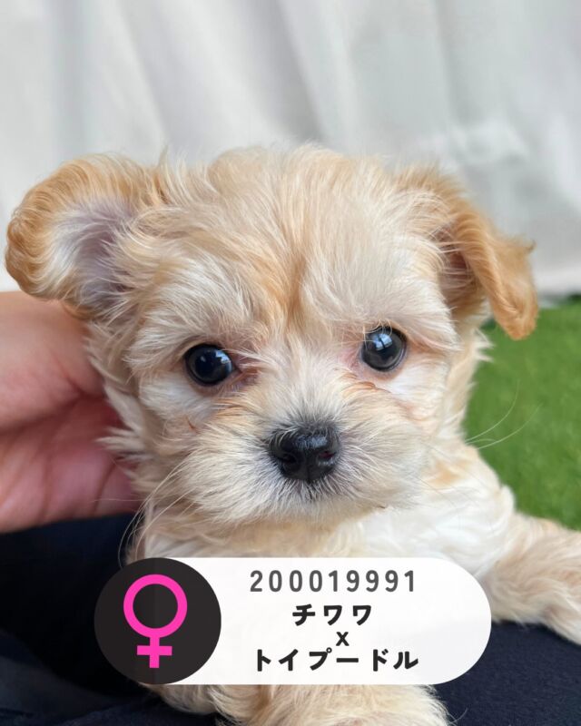 NICOPET（ニコペット）長岡店 | ワンニャンギャラリー | NICO PET