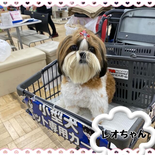 NICOPET（ニコペット）三郷店 | ワンニャンギャラリー | NICO PET