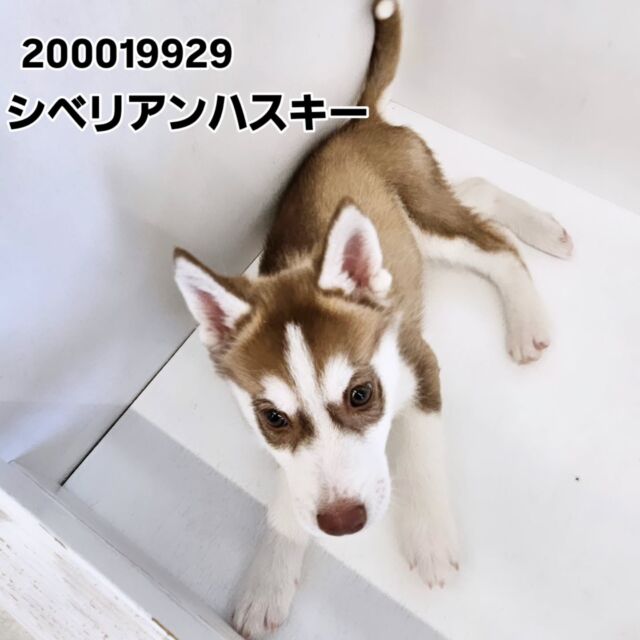 NICOPET（ニコペット）富山店 | ワンニャンギャラリー | NICO PET