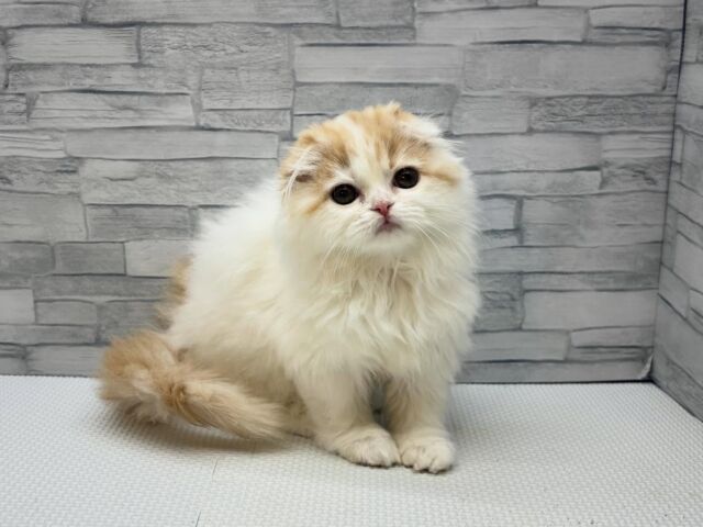 NICOPET（ニコペット）横浜瀬谷店 | ワンニャンギャラリー | NICO PET