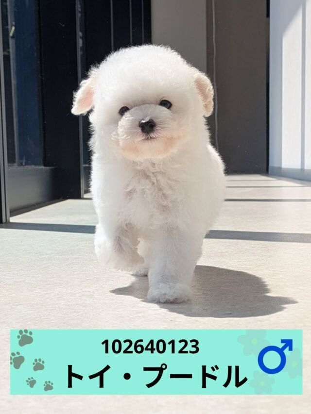 NICOPET（ニコペット）長岡店 | ワンニャンギャラリー | NICO PET