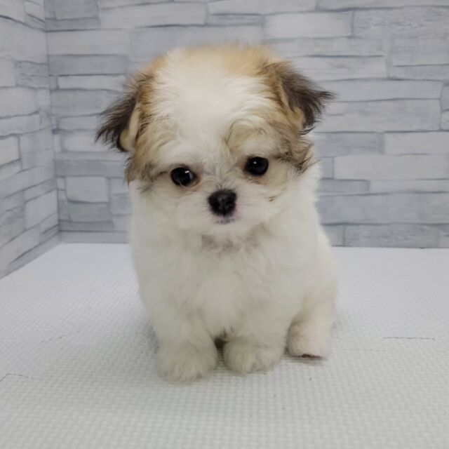 NICOPET（ニコペット）横浜瀬谷店 | ワンニャンギャラリー | NICO PET