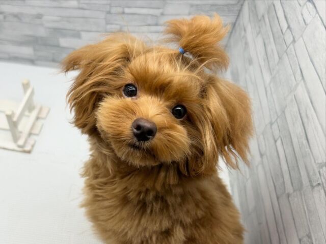 NICOPET（ニコペット）横浜瀬谷店 | ワンニャンギャラリー | NICO PET