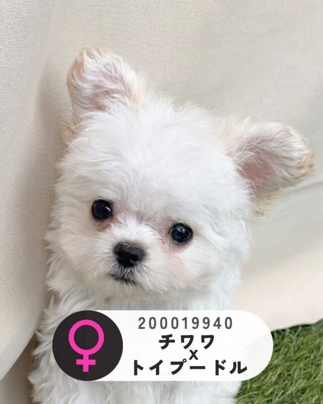 NICOPET（ニコペット）長岡店 | ワンニャンギャラリー | NICO PET