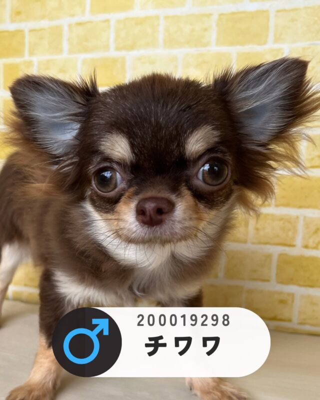 NICOPET（ニコペット）長岡店 | ワンニャンギャラリー | NICO PET