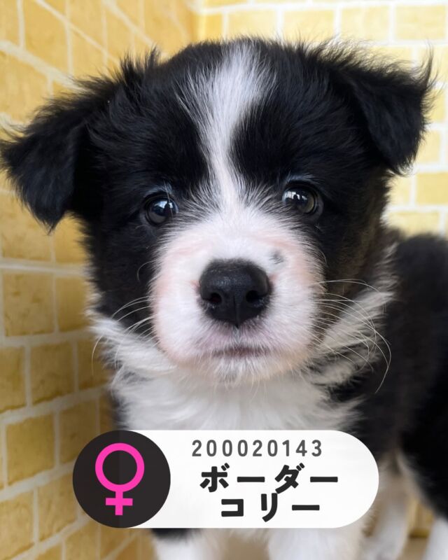 NICOPET（ニコペット）長岡店 | ワンニャンギャラリー | NICO PET