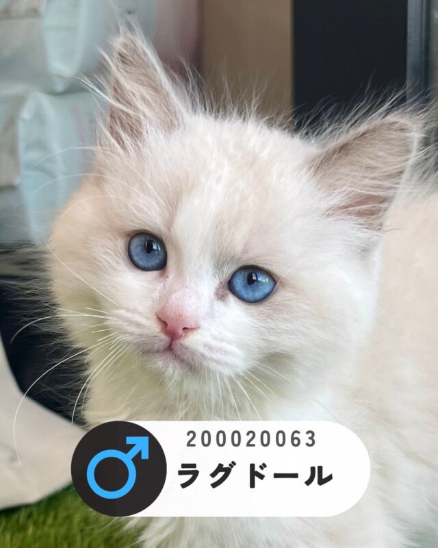 NICOPET（ニコペット）長岡店 | ワンニャンギャラリー | NICO PET
