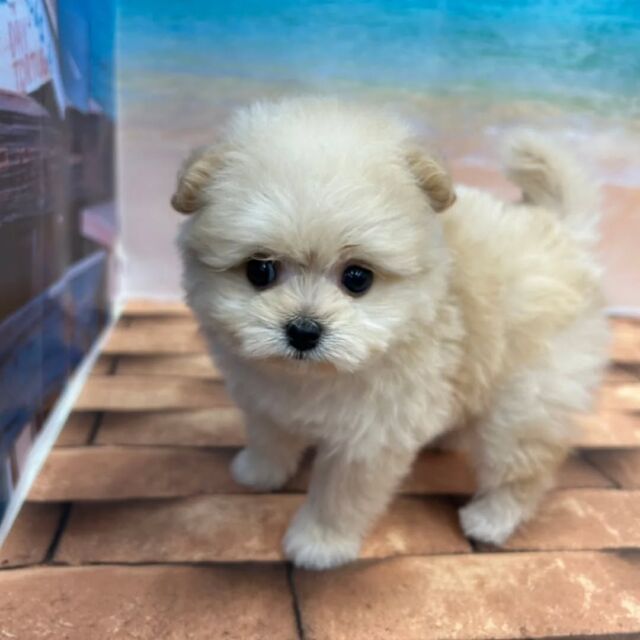 NICOPET（ニコペット）久喜菖蒲店 | ワンニャンギャラリー | NICO PET