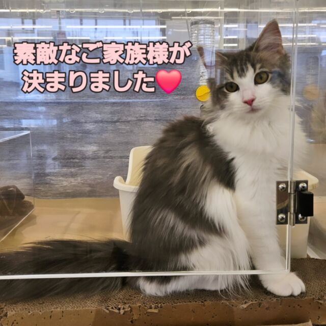 ペット屋ココ吉様 NICOPET（ニコペット）富山店 | ワンニャンギャラリー | NICO PET