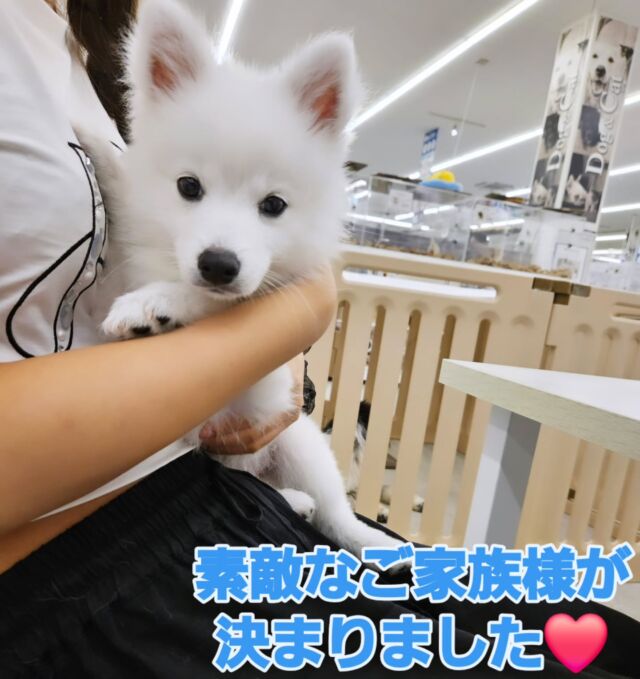 NICOPET（ニコペット）富山店 | ワンニャンギャラリー | NICO PET