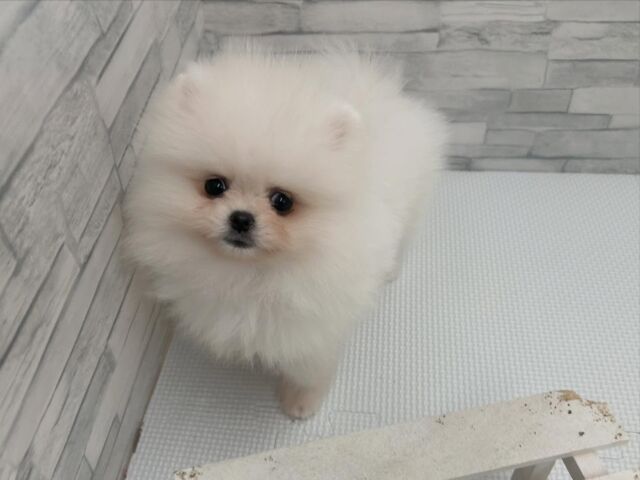 NICOPET（ニコペット）横浜瀬谷店 | ワンニャンギャラリー | NICO PET