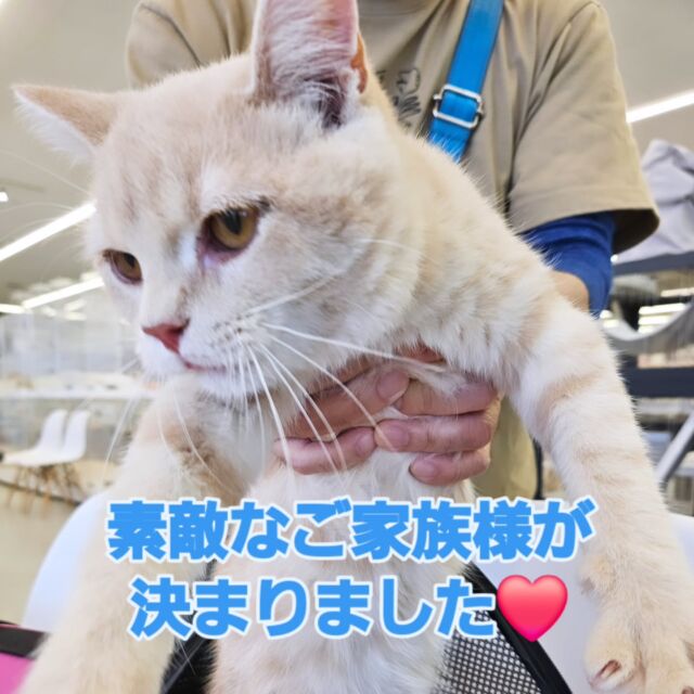 NICOPET（ニコペット）富山店 | ワンニャンギャラリー | NICO PET