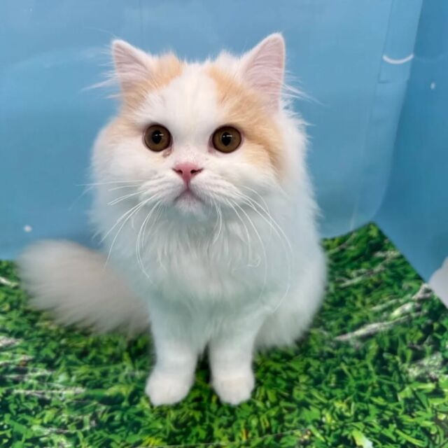 NICOPET（ニコペット）湘南平塚店 | ワンニャンギャラリー | NICO PET