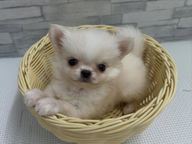 ペット屋ココ吉様 NICOPET（ニコペット）横浜瀬谷店 | ワンニャンギャラリー | NICO PET