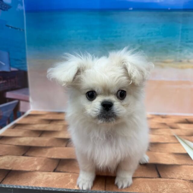 NICOPET（ニコペット）久喜菖蒲店 | ワンニャンギャラリー | NICO PET