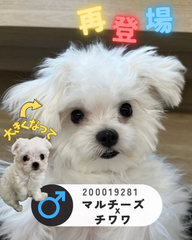 NICOPET（ニコペット）長岡店 | ワンニャンギャラリー | NICO PET