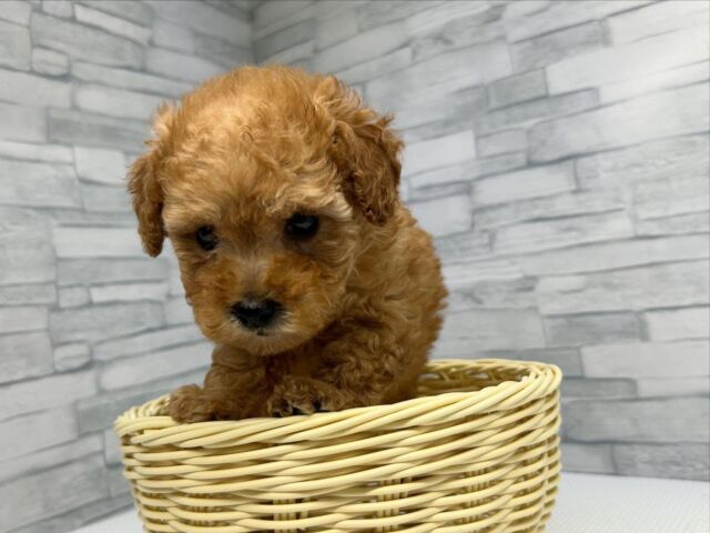 NICOPET（ニコペット）横浜瀬谷店 | ワンニャンギャラリー | NICO PET