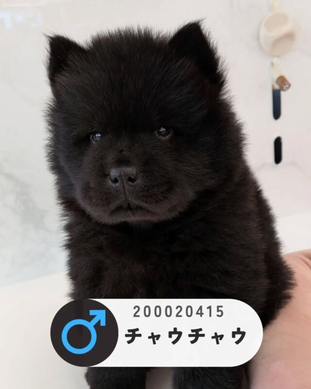 NICOPET（ニコペット）長岡店 | ワンニャンギャラリー | NICO PET
